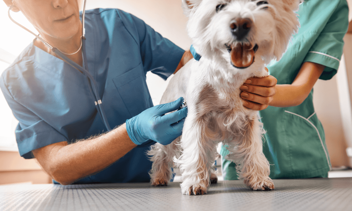 Job Outlook In Veterinary Care Set To Rise 19% in 8 Years